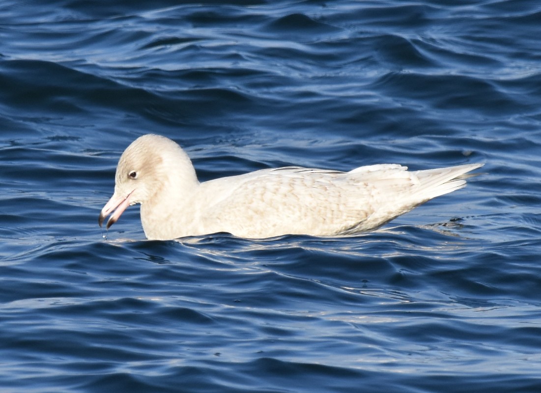 Glaucous Gull - ML291555311