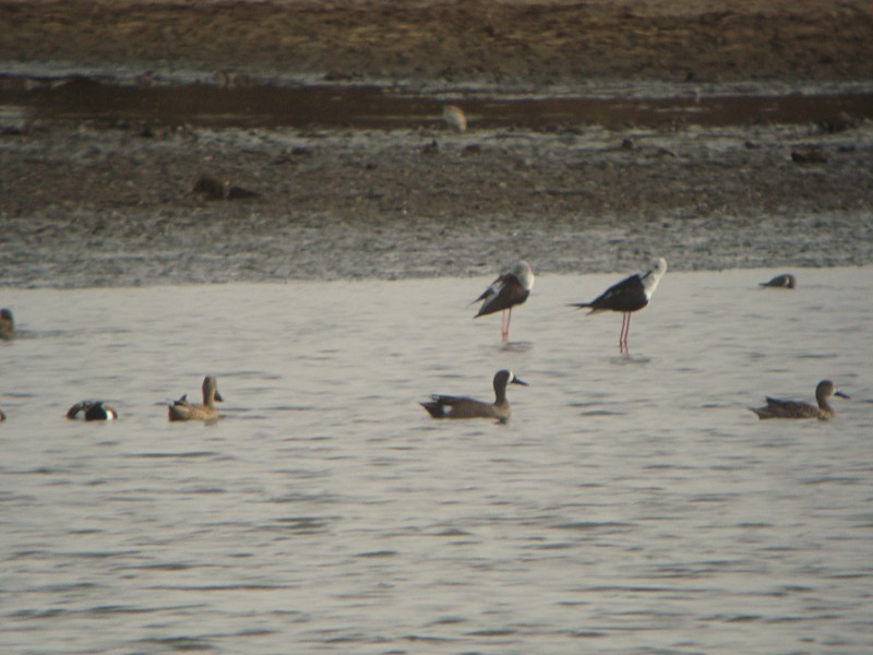 Blue-winged Teal - ML29155791