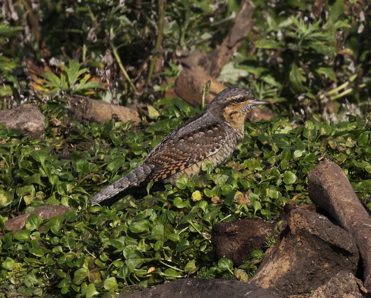 Eurasian Wryneck - ML291558311