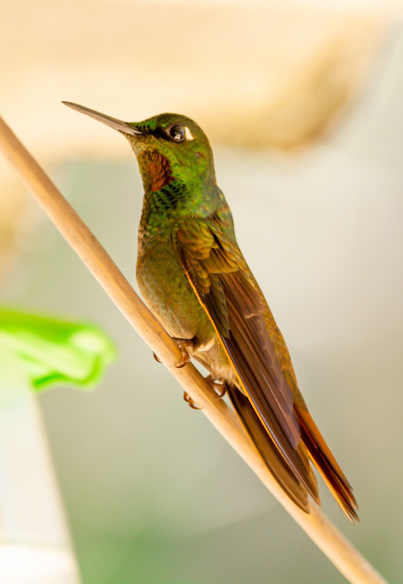 kolibřík brazilský - ML291558561