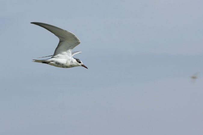 Whiskered Tern - ML29156031