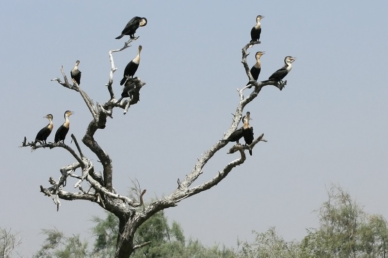 Great Cormorant (White-breasted) - Adrien Mauss