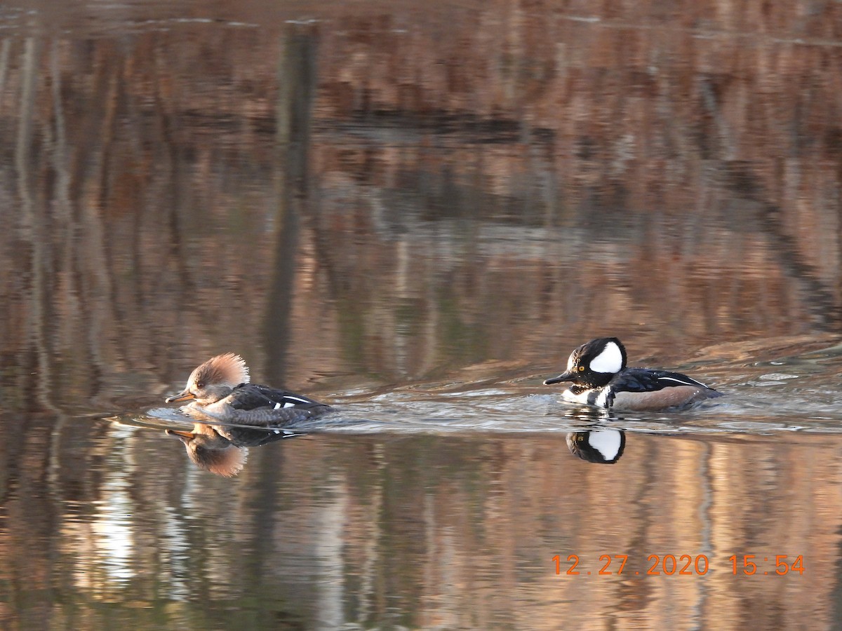 Hooded Merganser - ML291561121