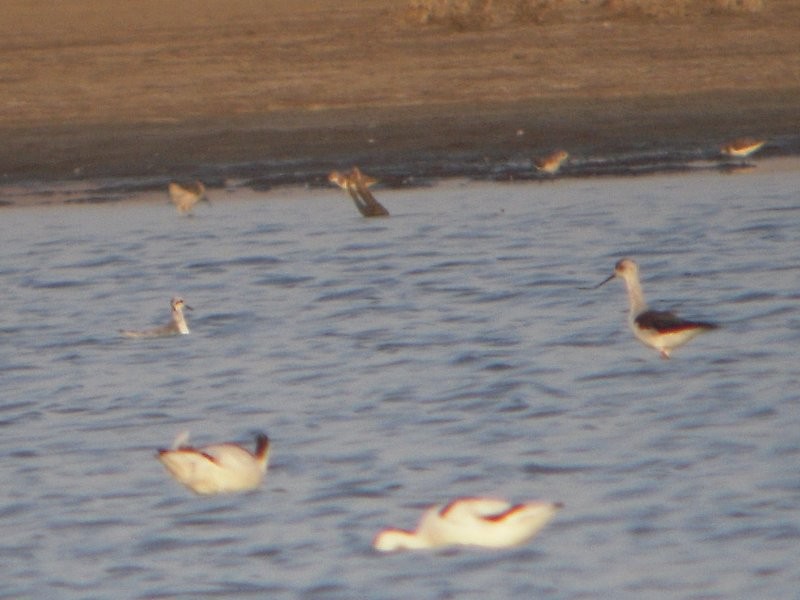 Red Phalarope - ML29156121