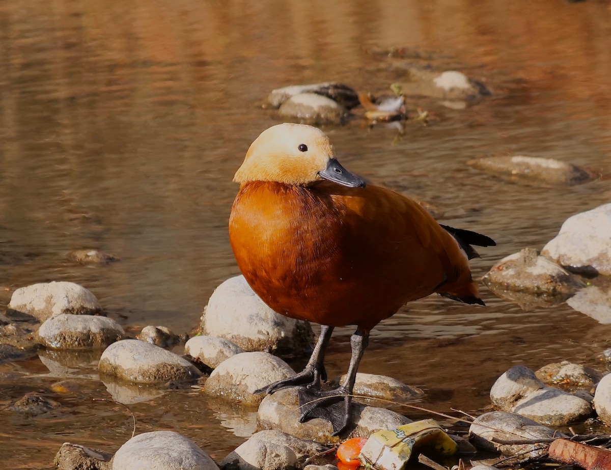 Ruddy Shelduck - Tim Boucher