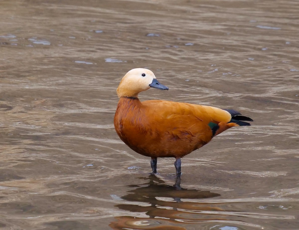 Ruddy Shelduck - Tim Boucher