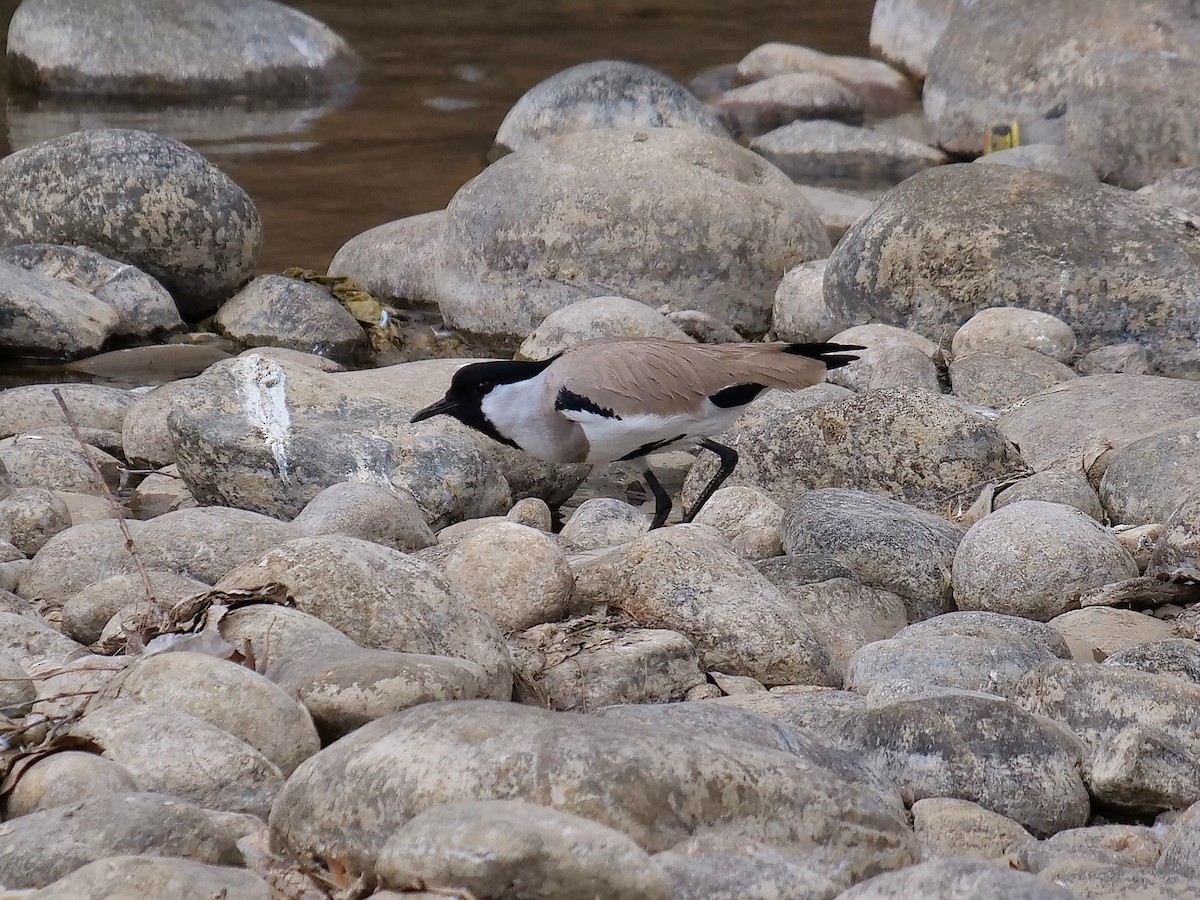 River Lapwing - Tim Boucher