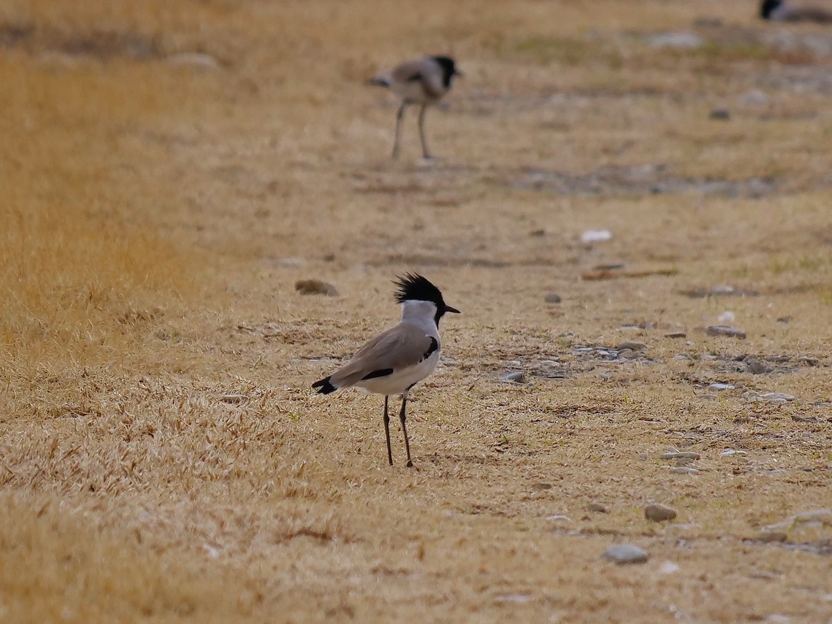 River Lapwing - Tim Boucher