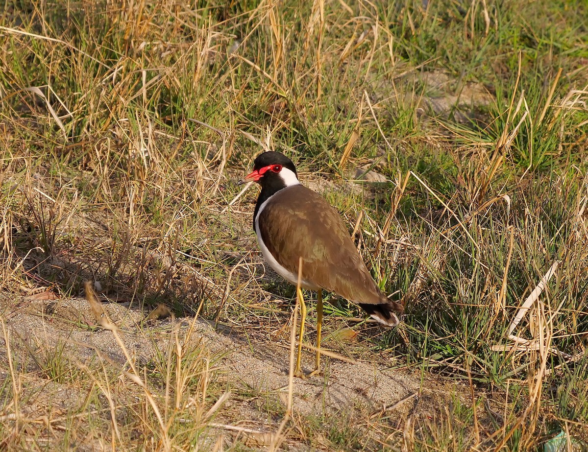 Red-wattled Lapwing - ML291562091