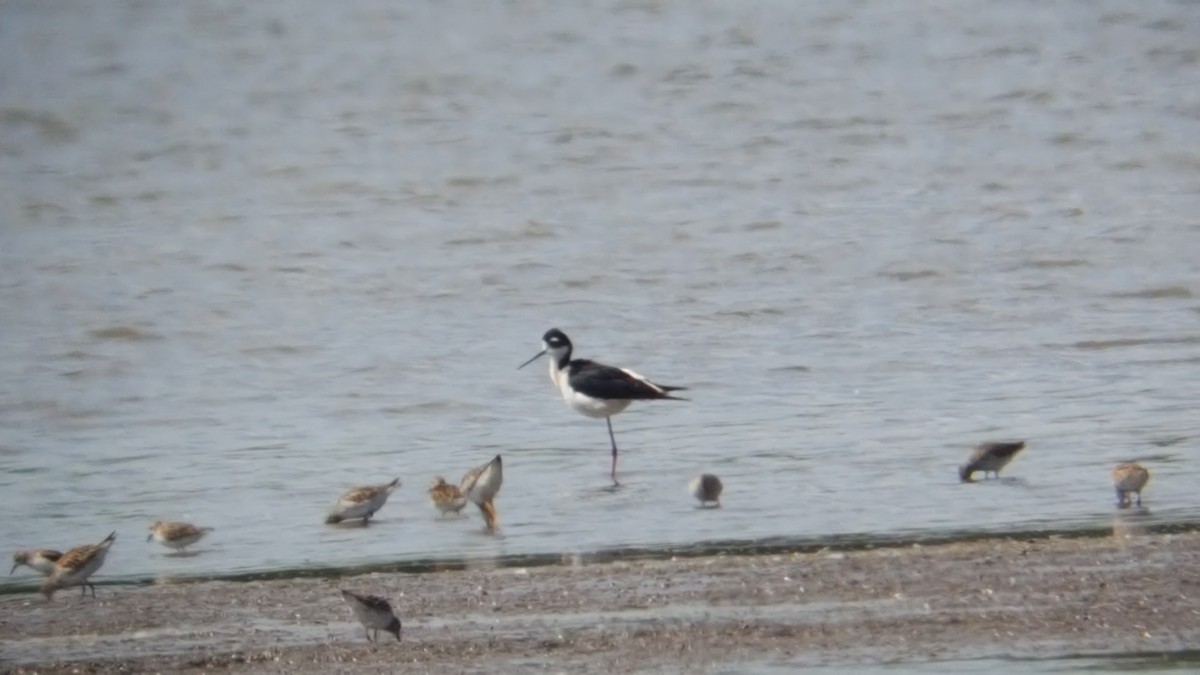 Black-necked Stilt - Ben Heppner