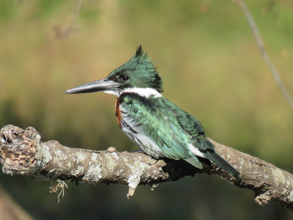 Amazon Kingfisher - ML291562471