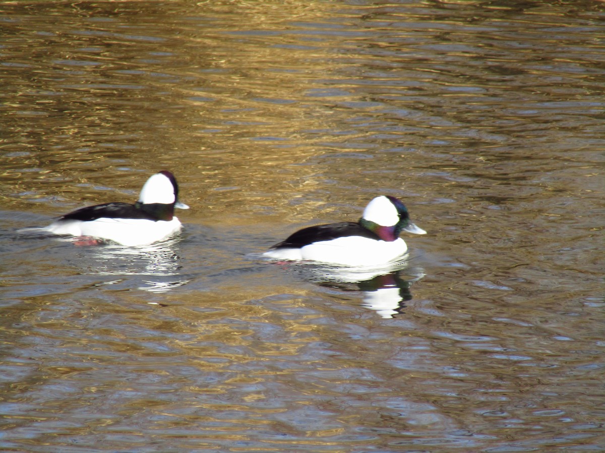 Bufflehead - ML291562681