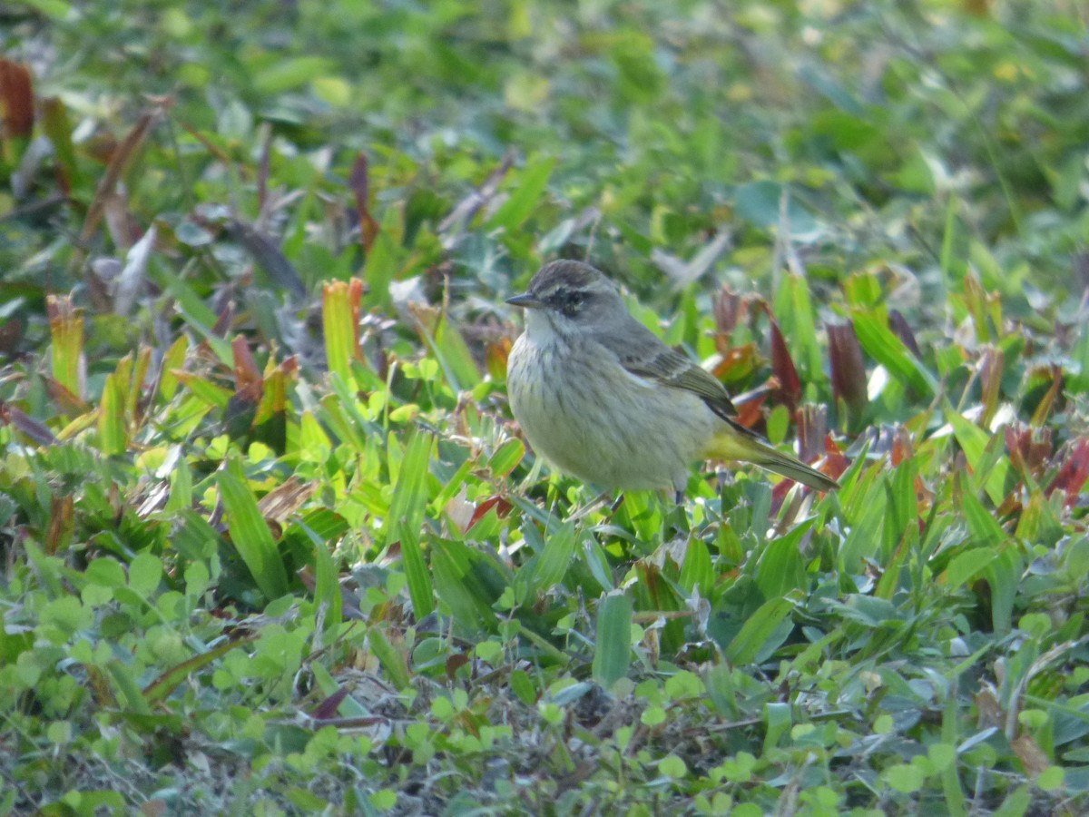 Palm Warbler - Betty Holcomb