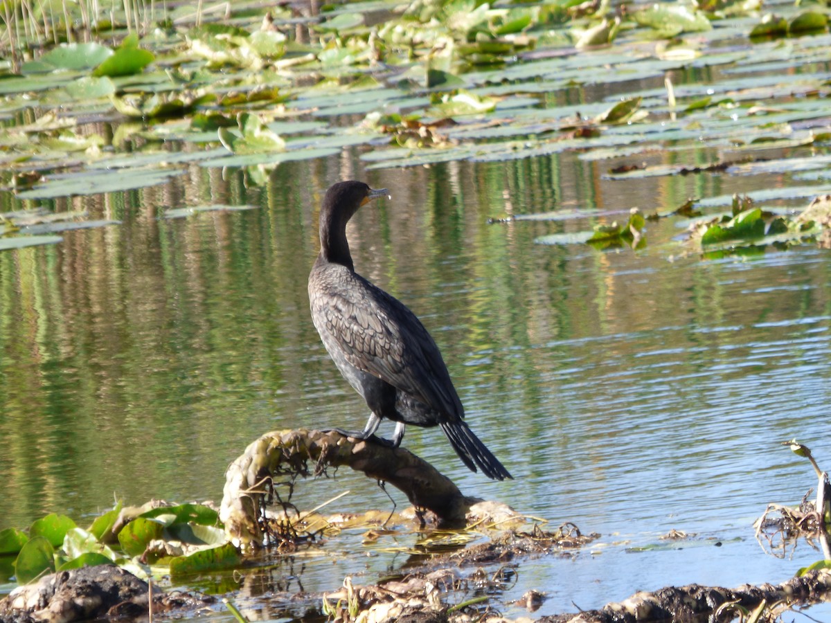 Double-crested Cormorant - Betty Holcomb