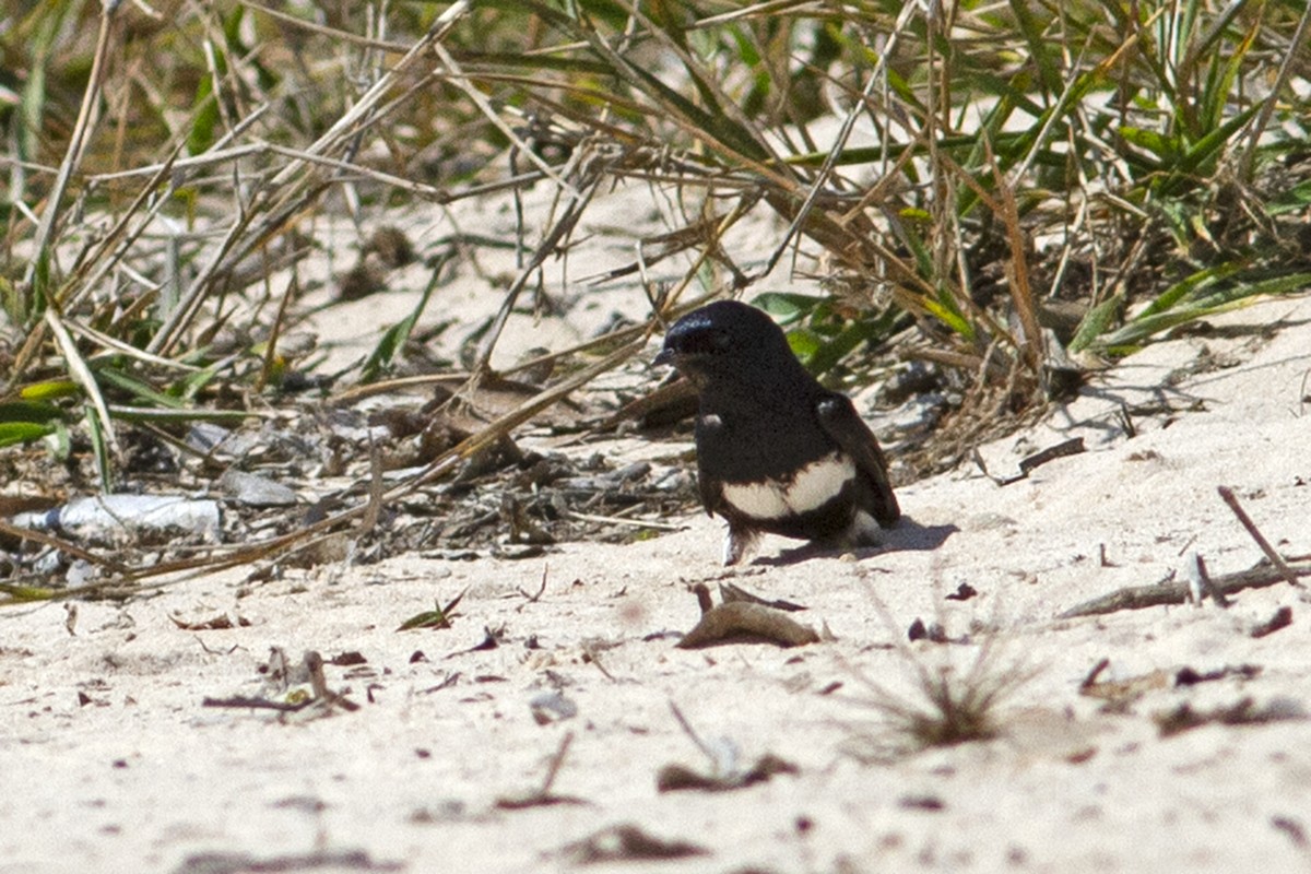 White-banded Swallow - ML291563111