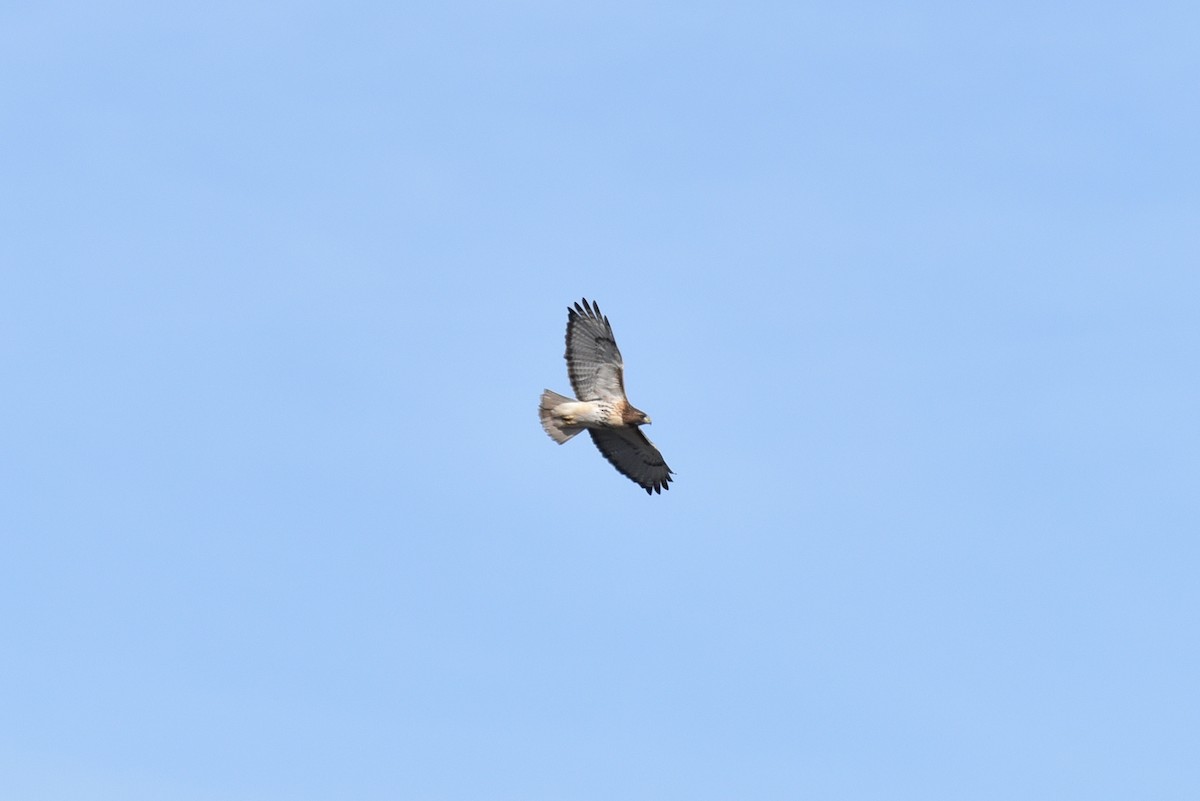 Red-tailed Hawk - ML291563121