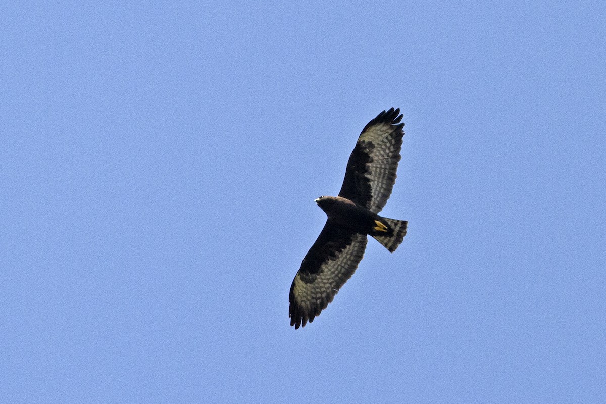 Short-tailed Hawk - ML291563181