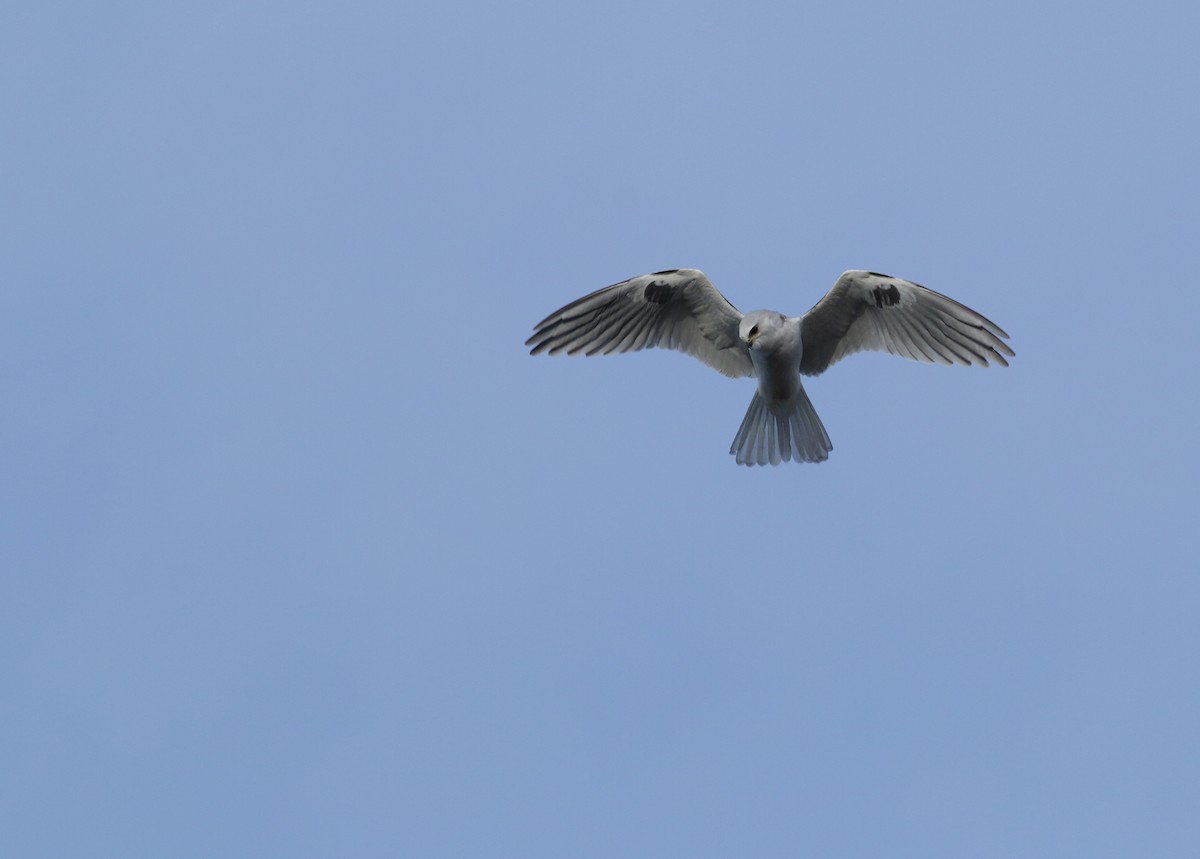 White-tailed Kite - Bill Hubick