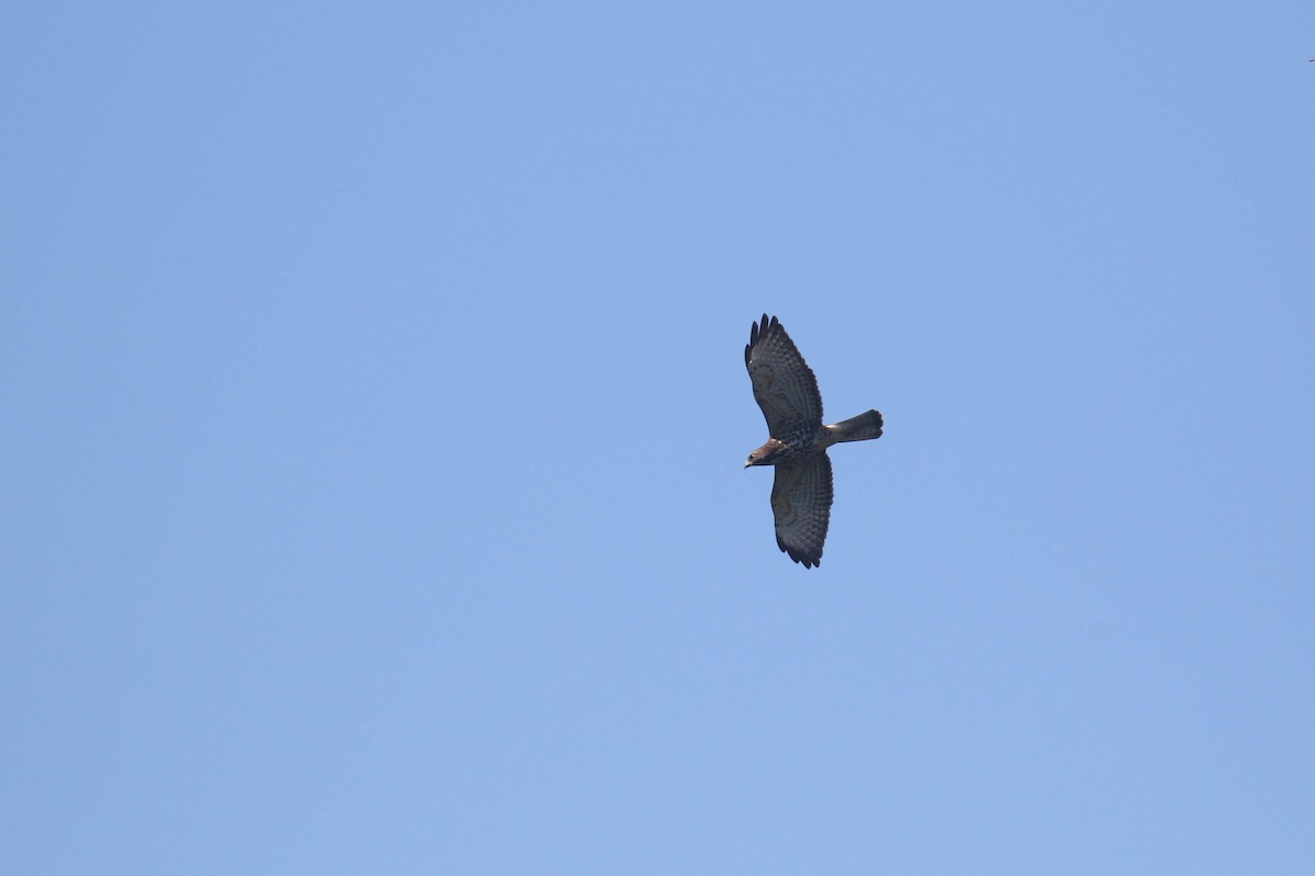 Broad-winged Hawk - ML291564331