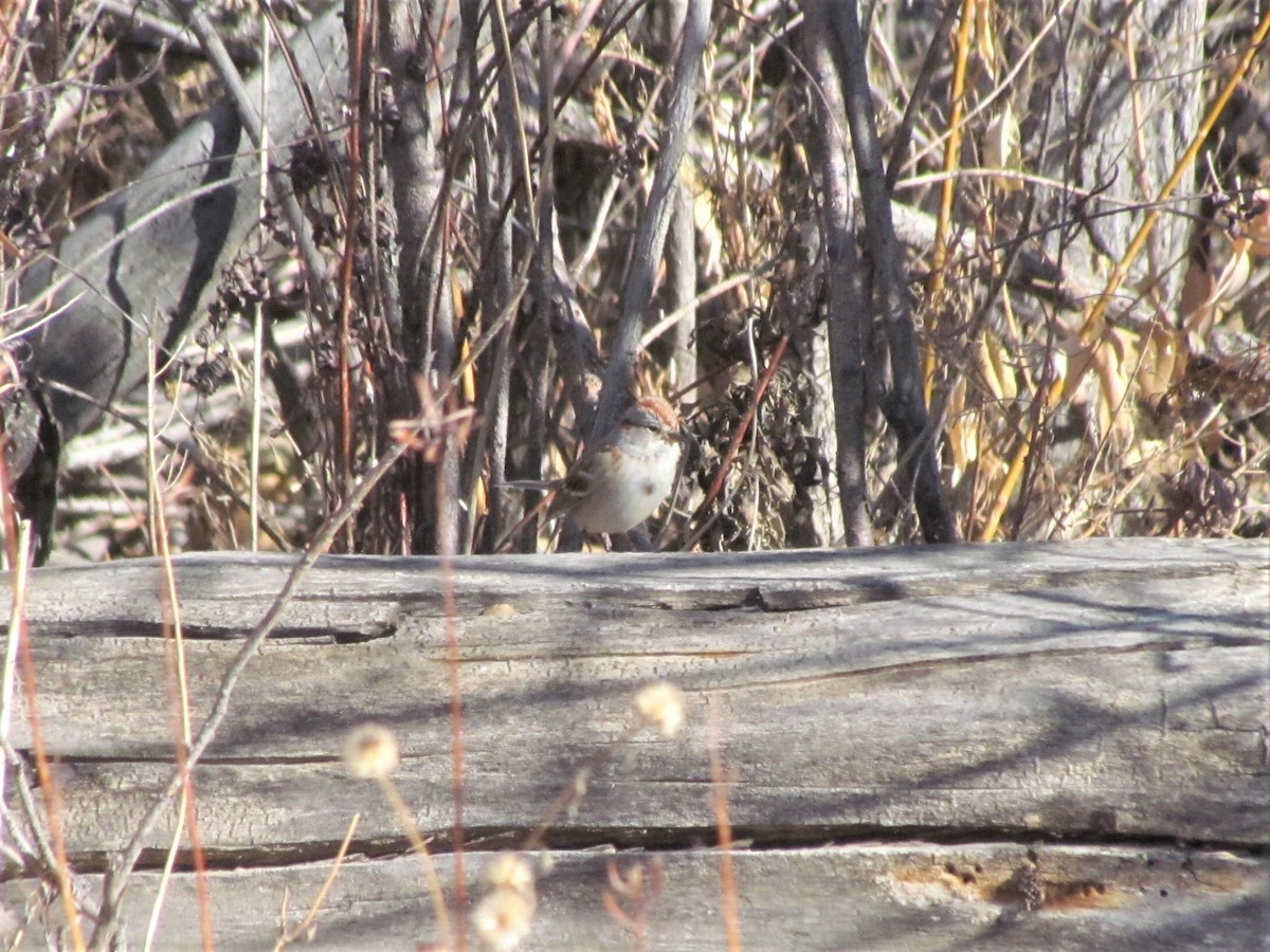 American Tree Sparrow - ML291564911