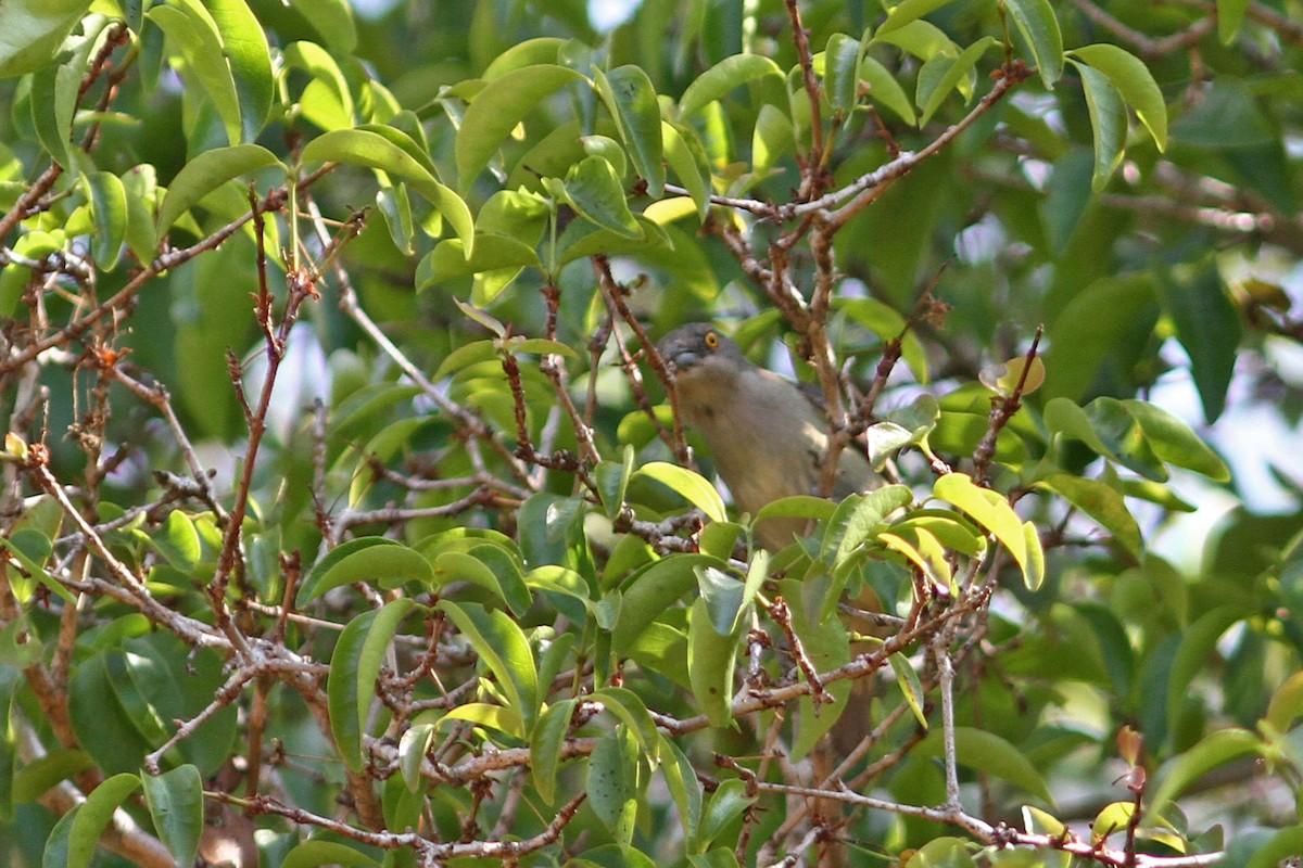 Dacnis à coiffe bleue - ML291565181