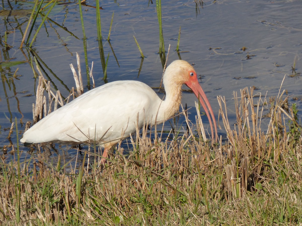 ibis bílý - ML291565271
