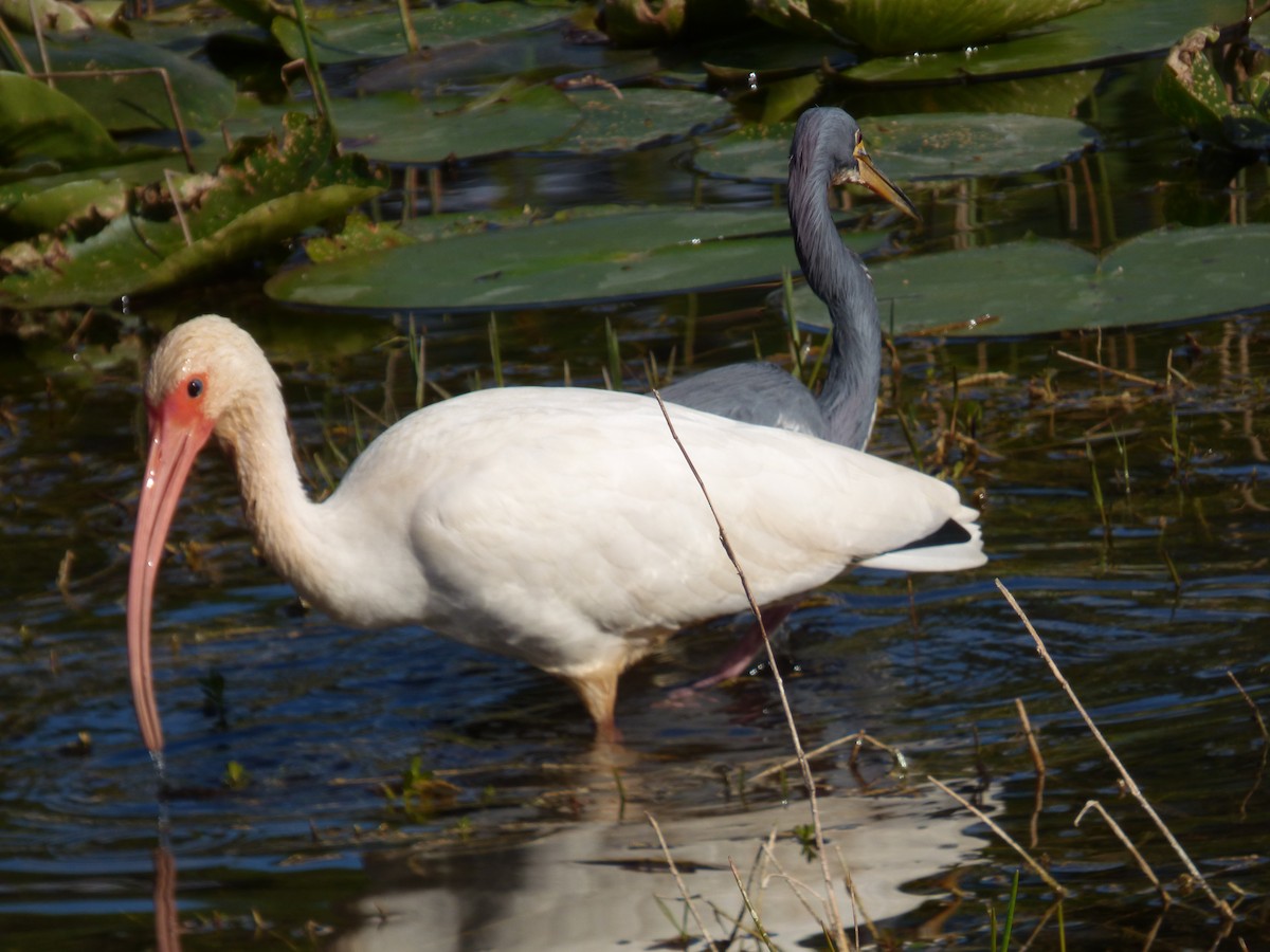 White Ibis - ML291565401