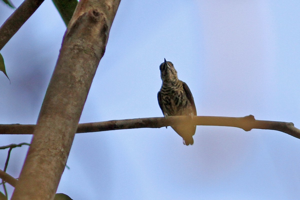 Bar-breasted Piculet - ML291565481