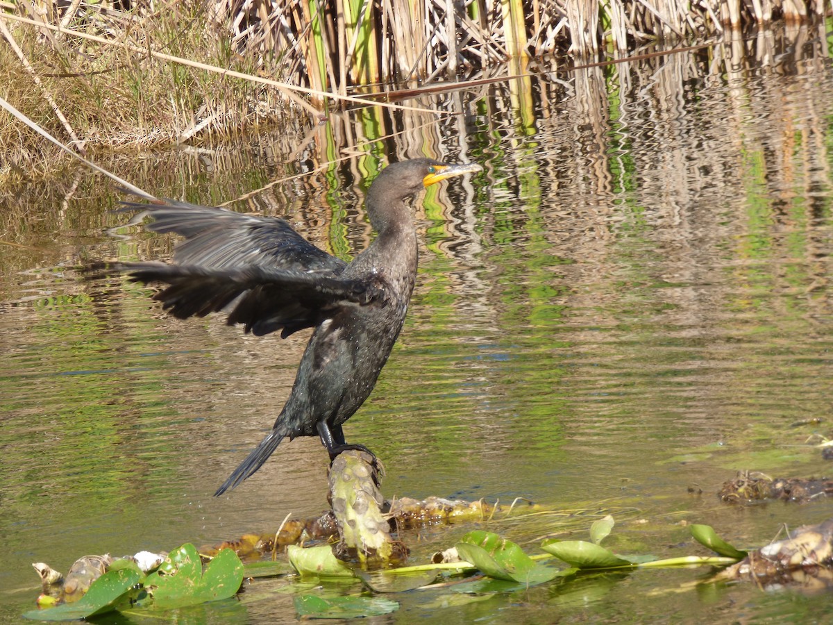 Cormoran à aigrettes - ML291566151