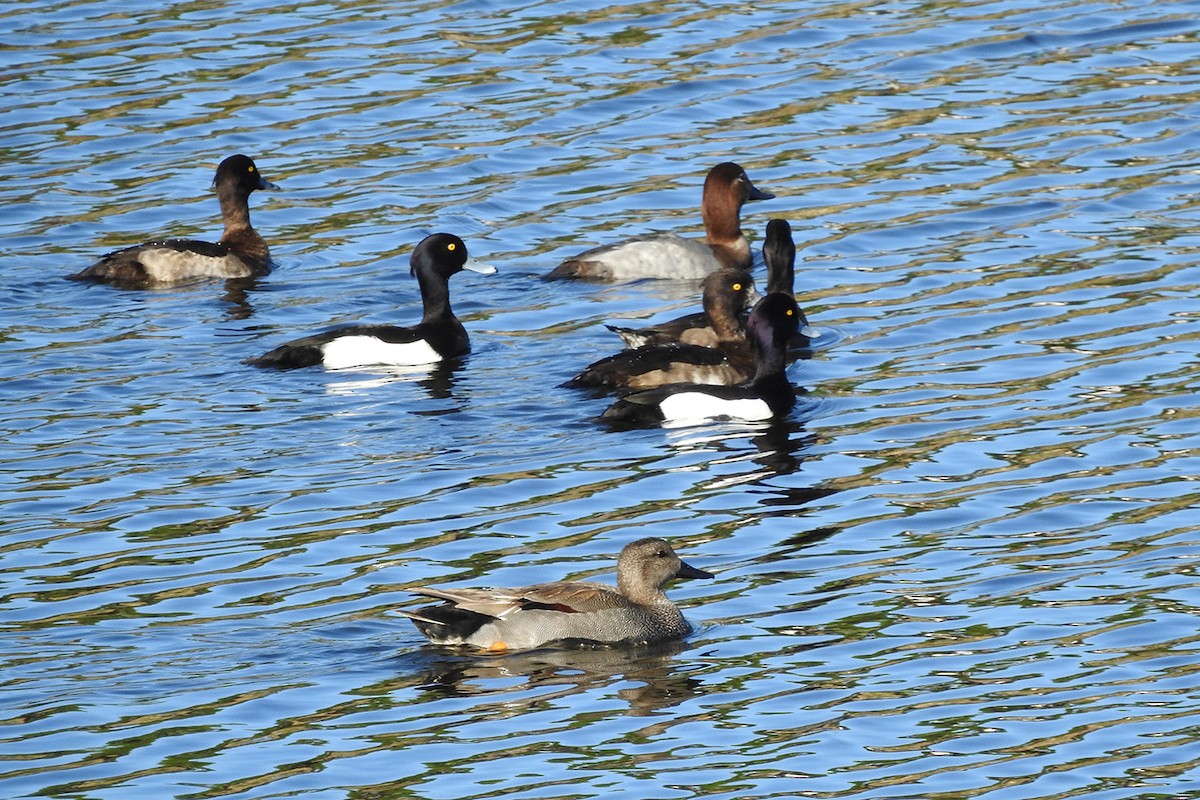 Tufted Duck - ML291566341