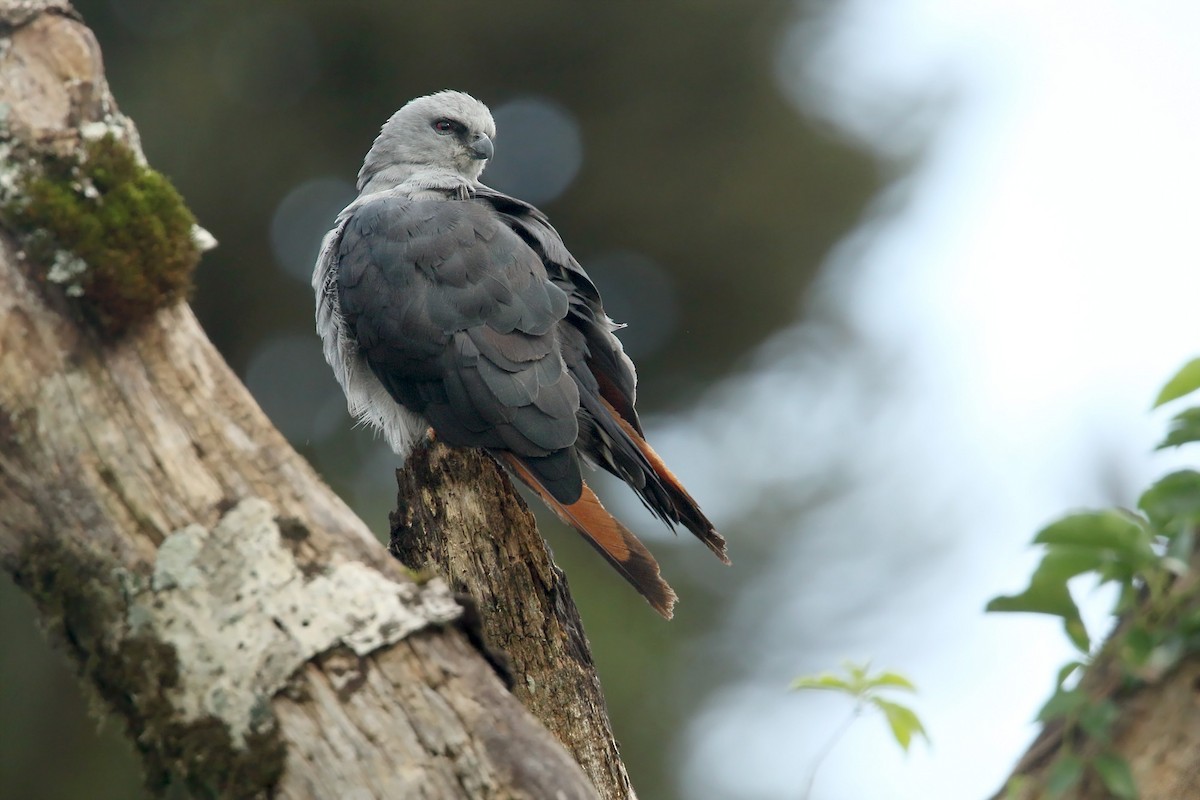 Plumbeous Kite - ML291566391