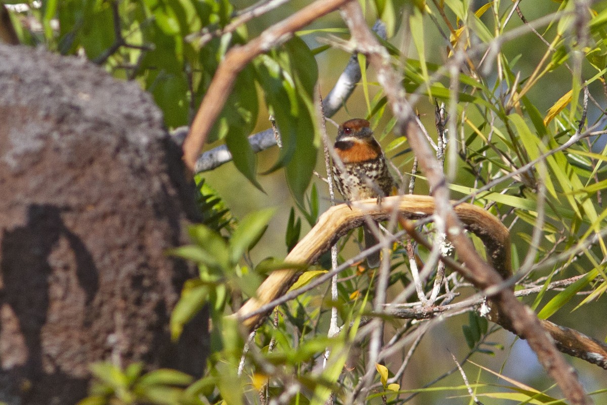 Spotted Puffbird - Charley Hesse TROPICAL BIRDING