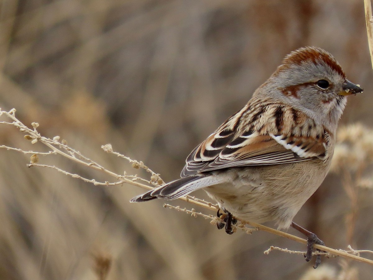 American Tree Sparrow - ML291566821