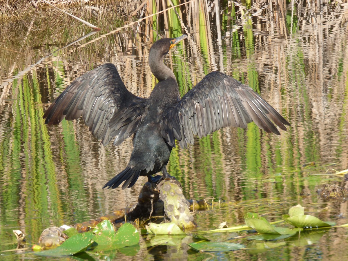 Cormoran à aigrettes - ML291567061