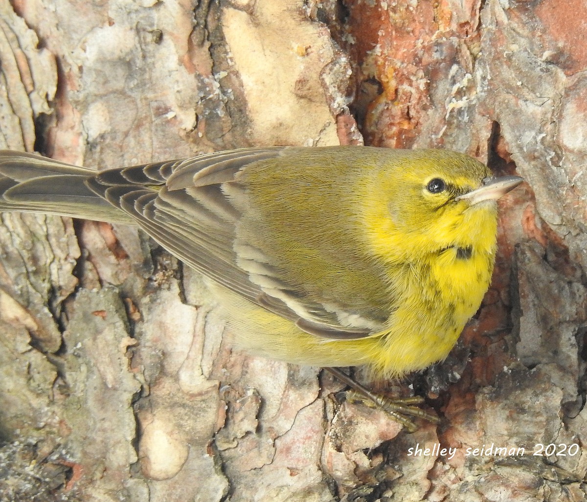 Pine Warbler - shelley seidman