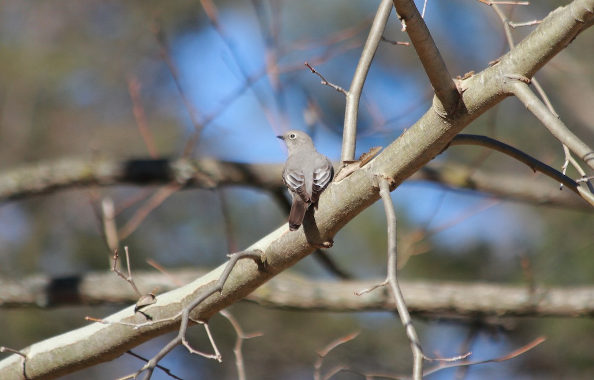 Townsend's Solitaire - ML291569441