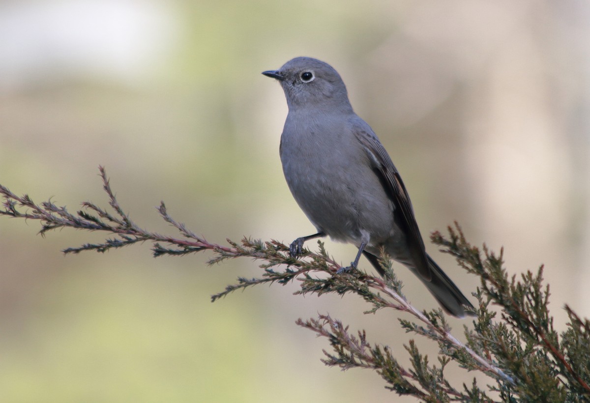 Townsend's Solitaire - ML291569451
