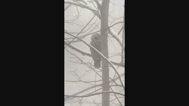 Barred Owl - ML291569491