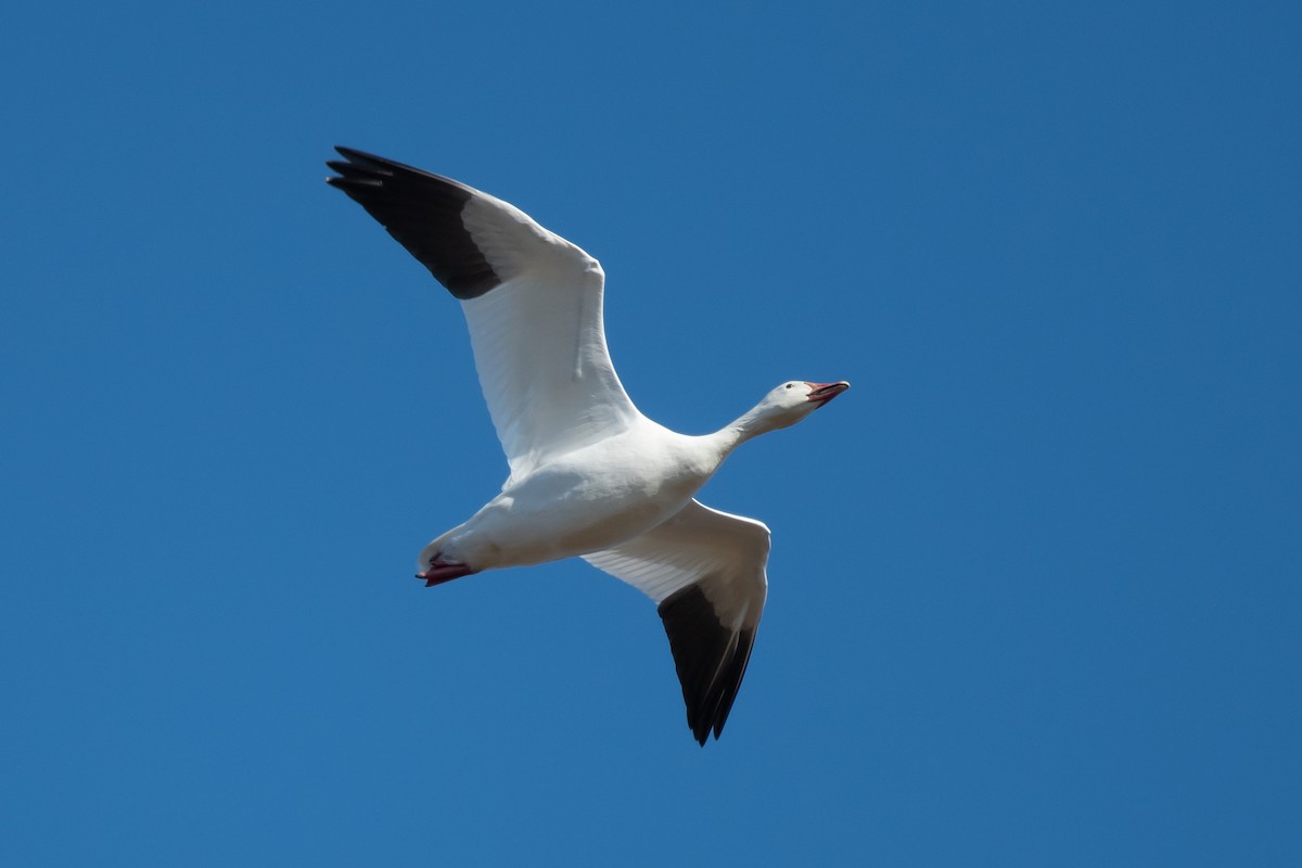 Snow Goose - ML291569941