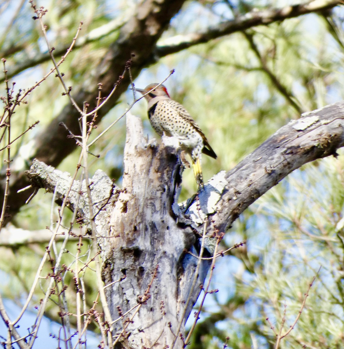 Northern Flicker - ML291570651