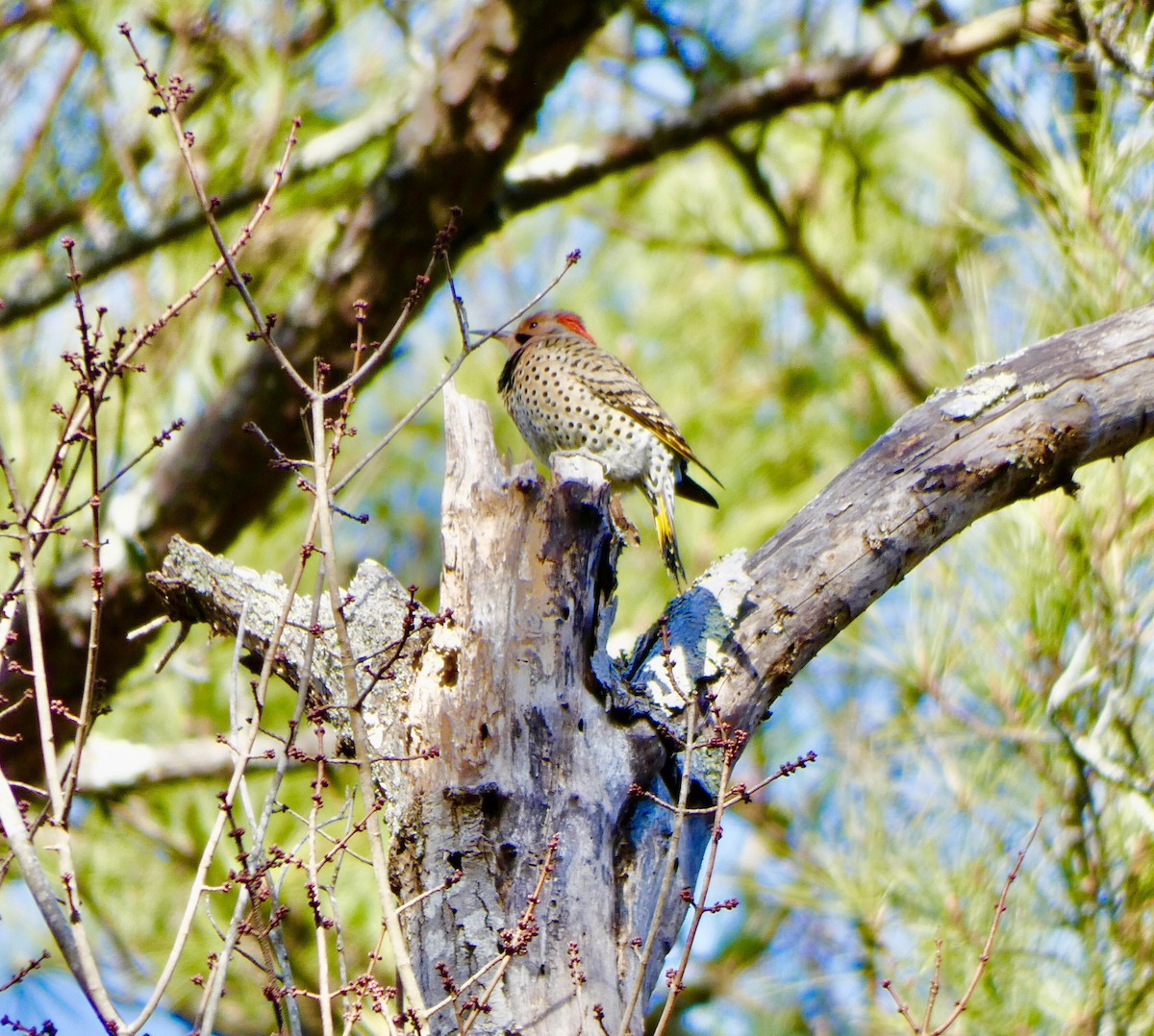 Northern Flicker - ML291570851