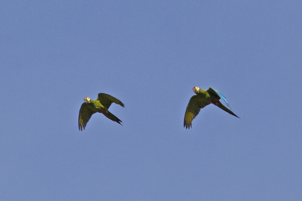 Blue-winged Macaw - ML291571141