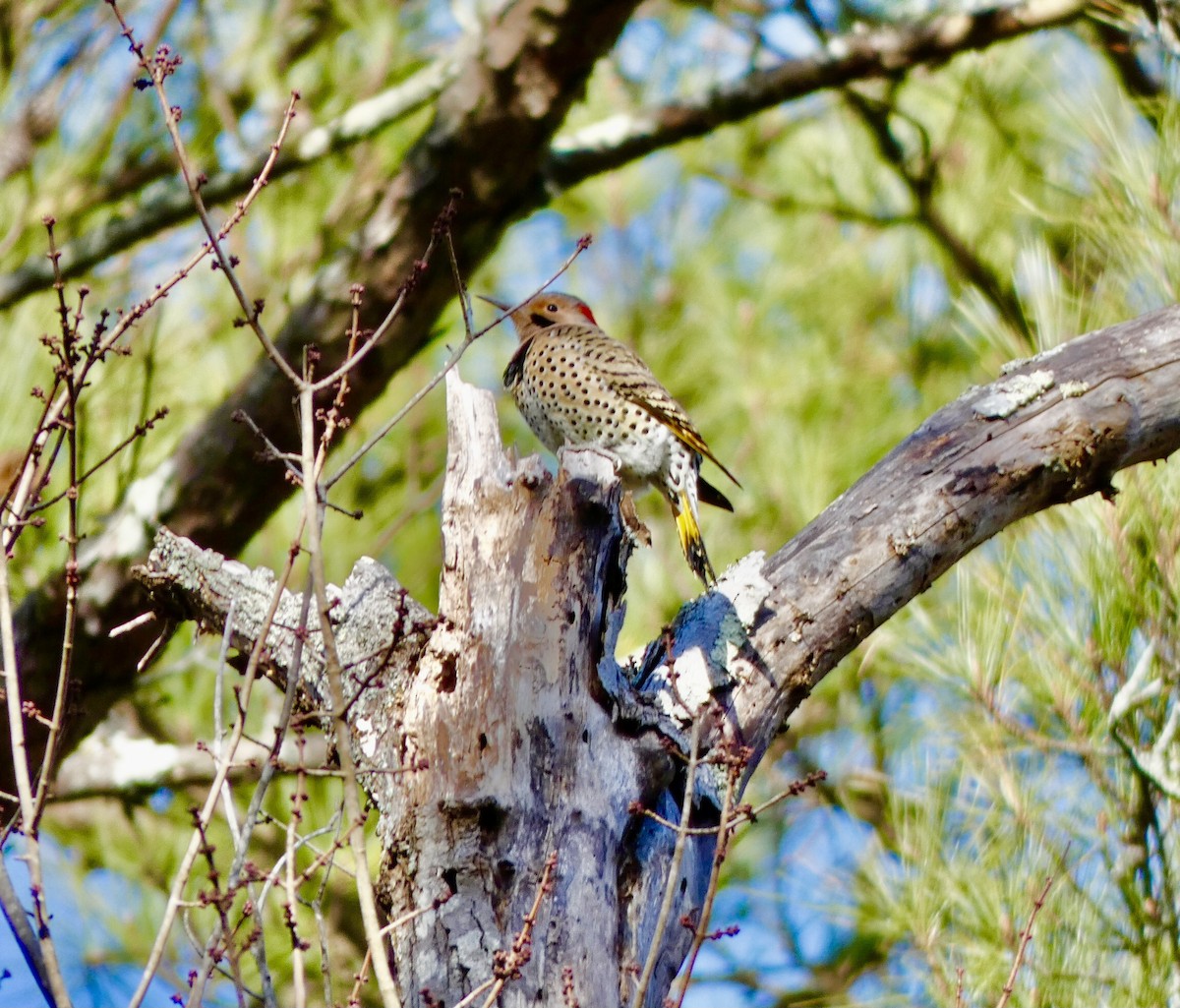 Northern Flicker - ML291571311