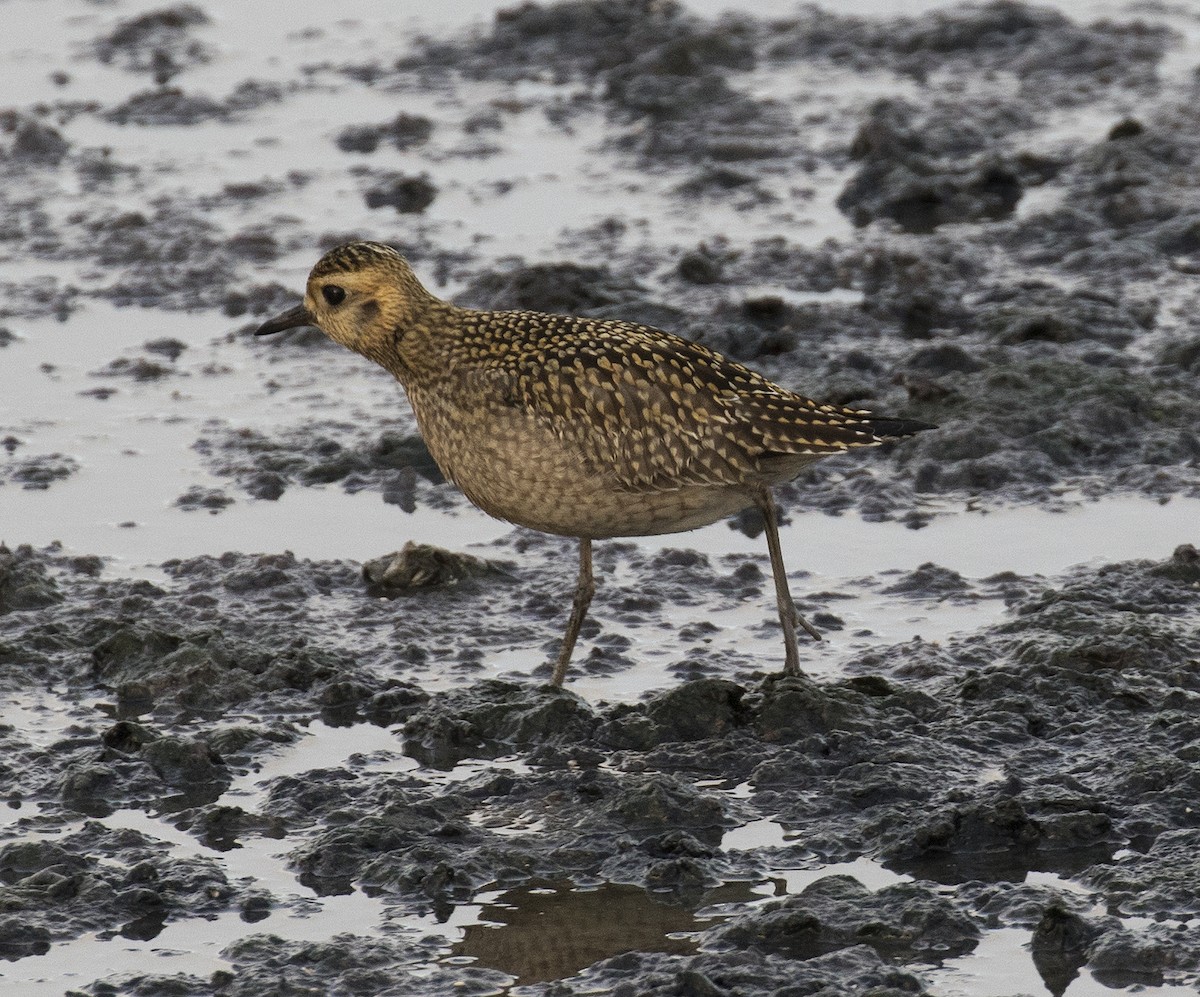 Pacific Golden-Plover - Gary Rosenberg