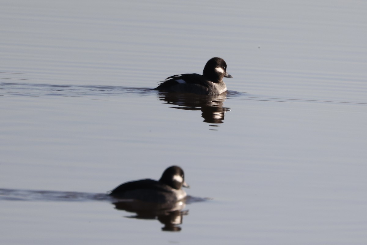 Bufflehead - Anne Bielamowicz