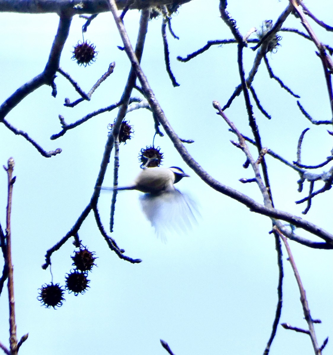 Carolina Chickadee - ML291571651