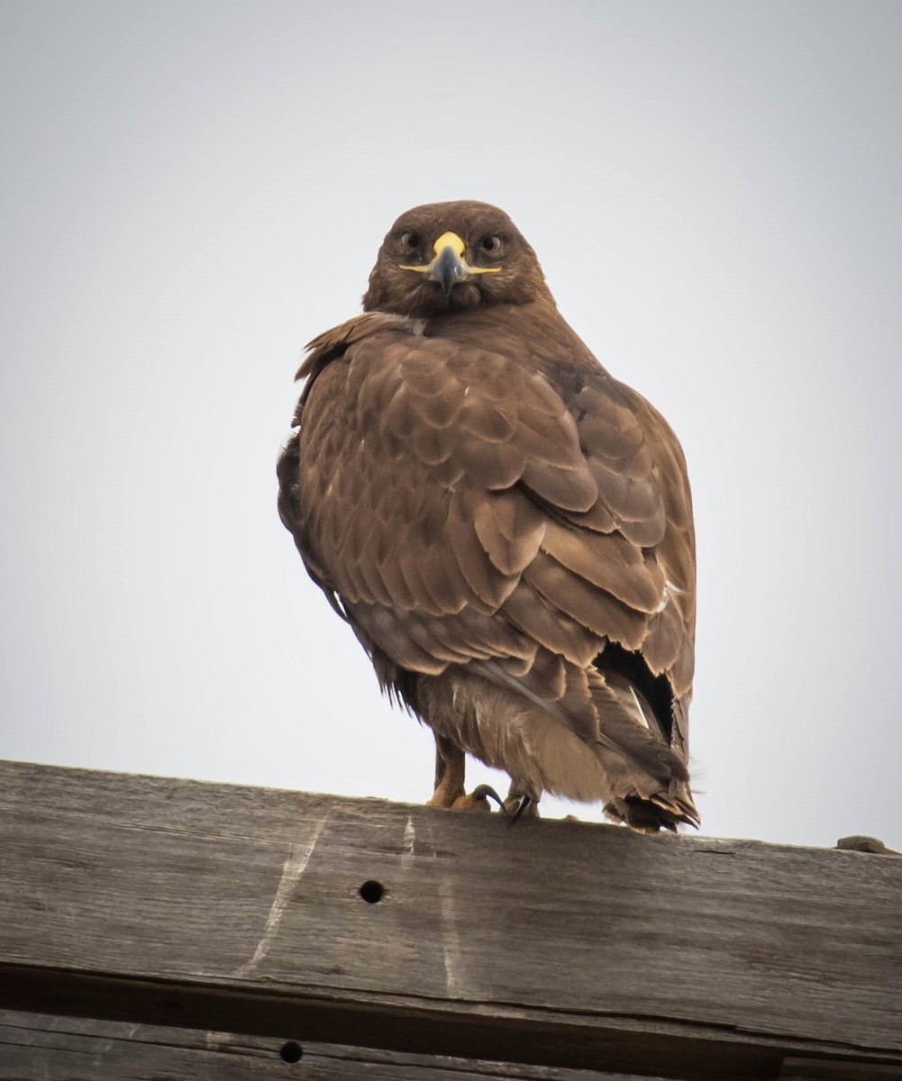 Ferruginous Hawk - ML291571761