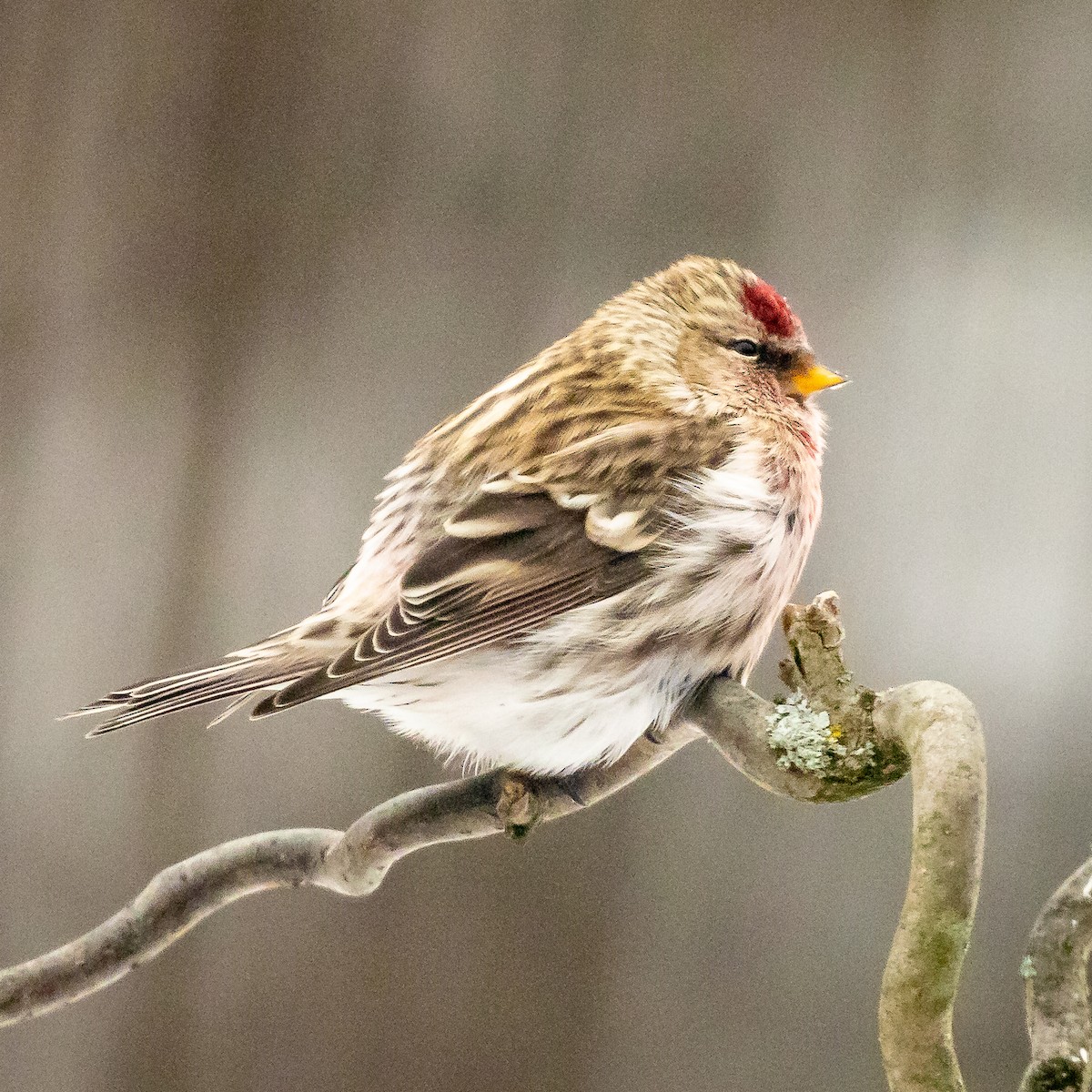 Common Redpoll - Rita Reed