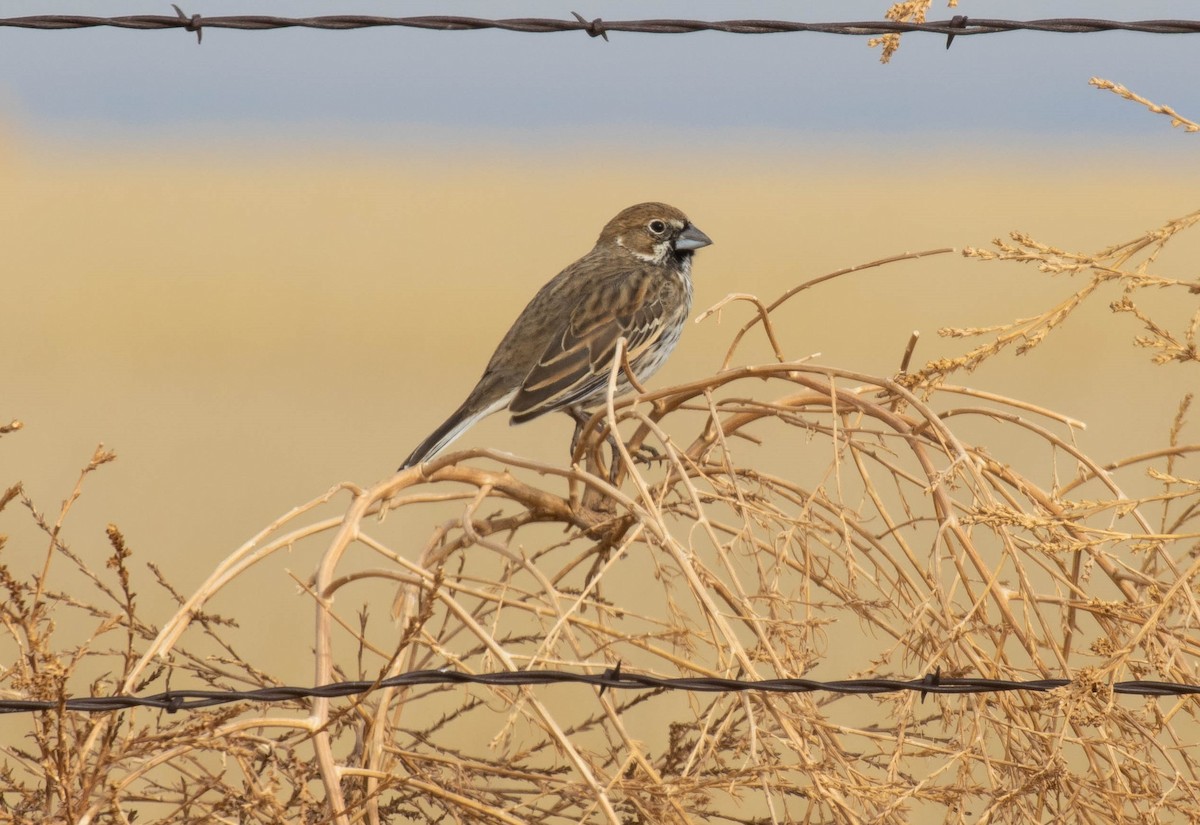 Lark Bunting - Roland Castaneda