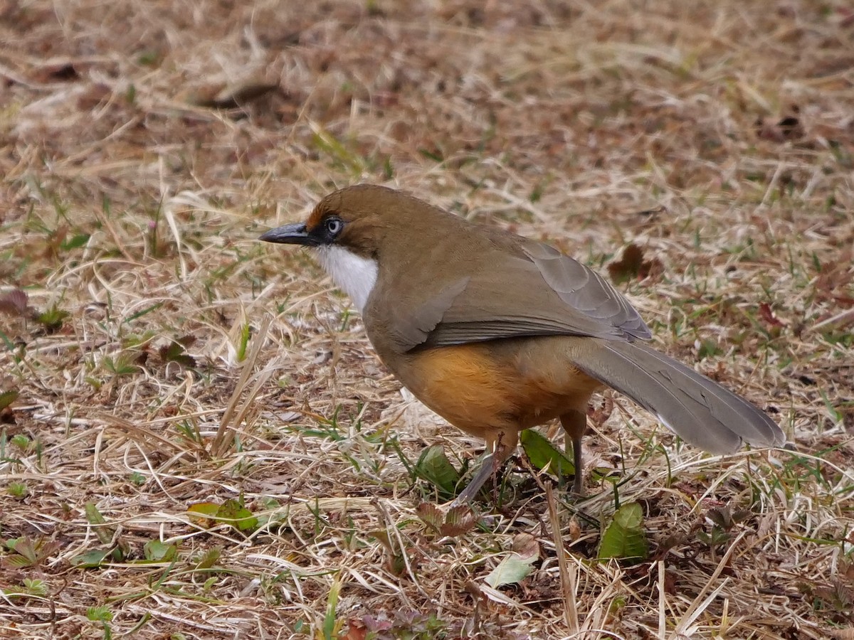 White-throated Laughingthrush - ML291573611